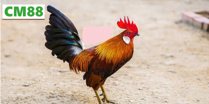 Giới thiệu về Đá gà CM88
